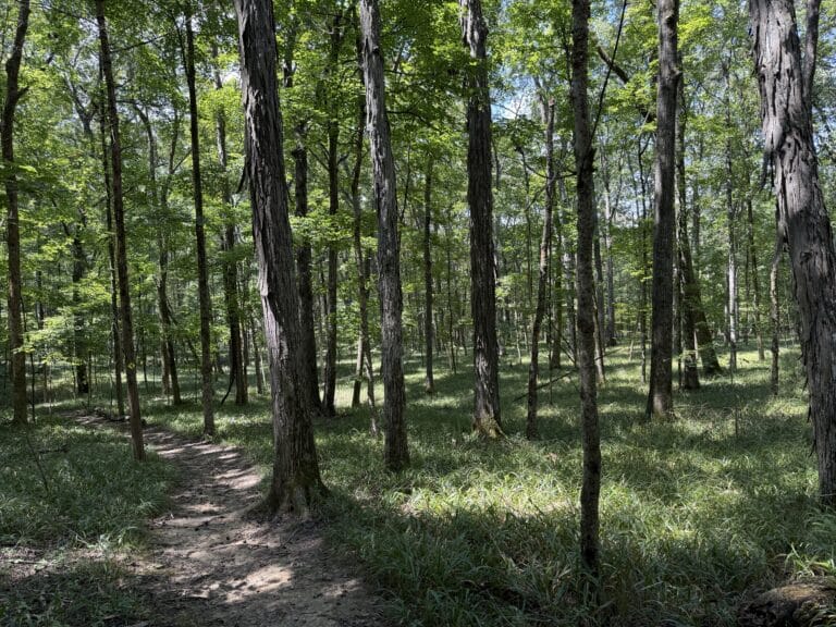 Walking through the woods