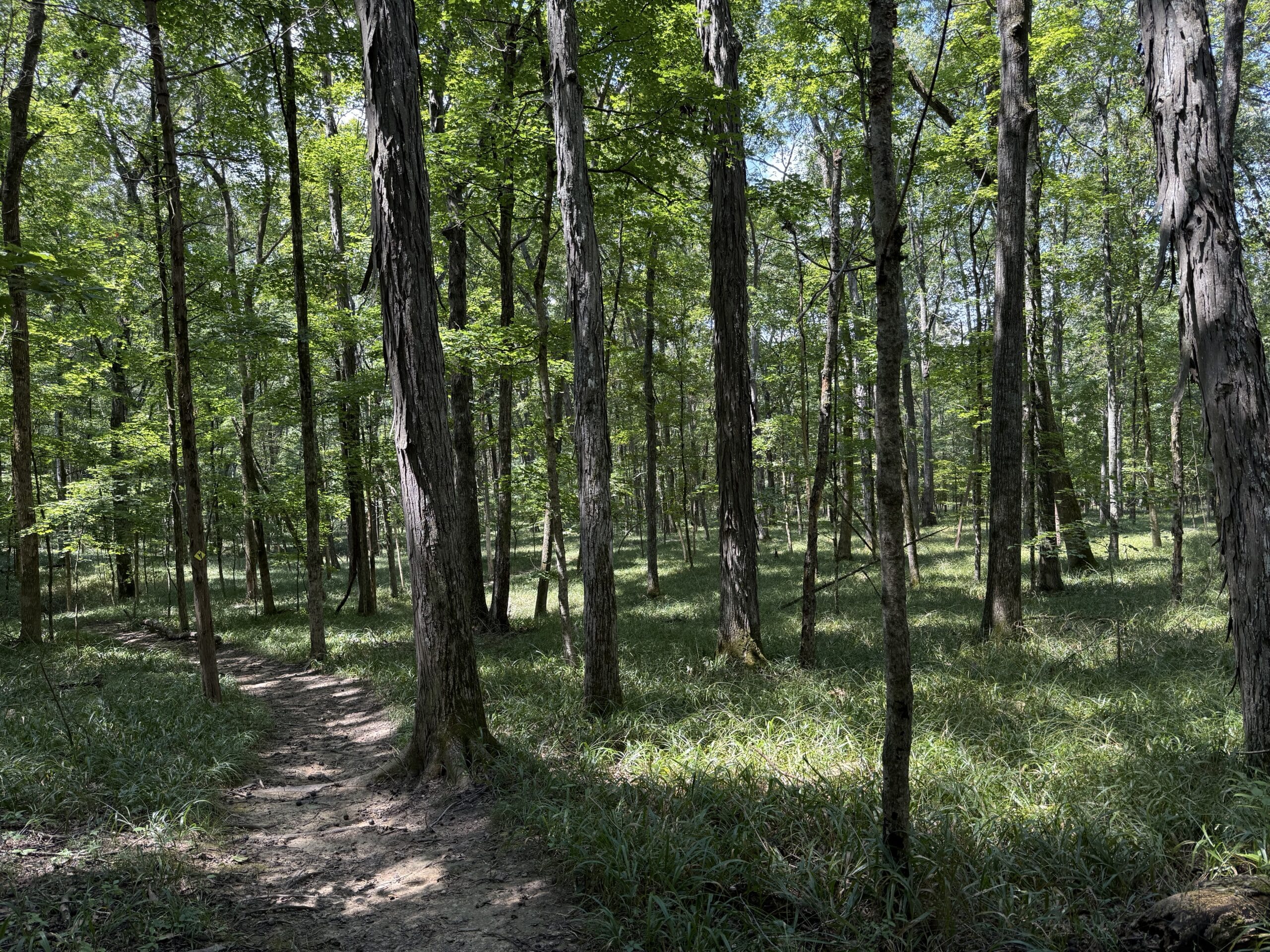 Walking through the woods